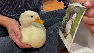 Moko And Choko Are Checking 2023 Calendar! (Our Pet Call Ducks)