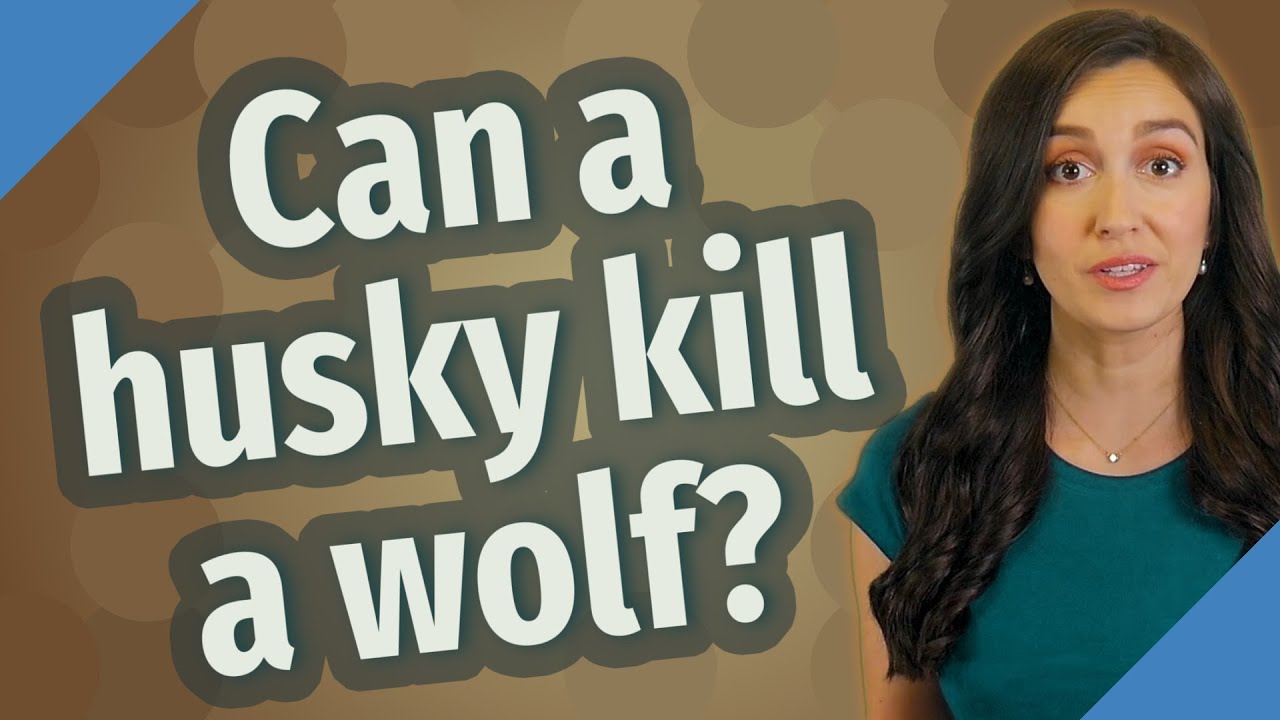 Can A Husky Kill A Wolf Youtube