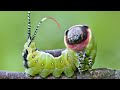 Самые необычные насекомые в мире