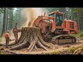 Insane Huge Wood Destroying 100-Year-Old Oak Trees - Fastest Stump Grinding Whole Tree Shredders