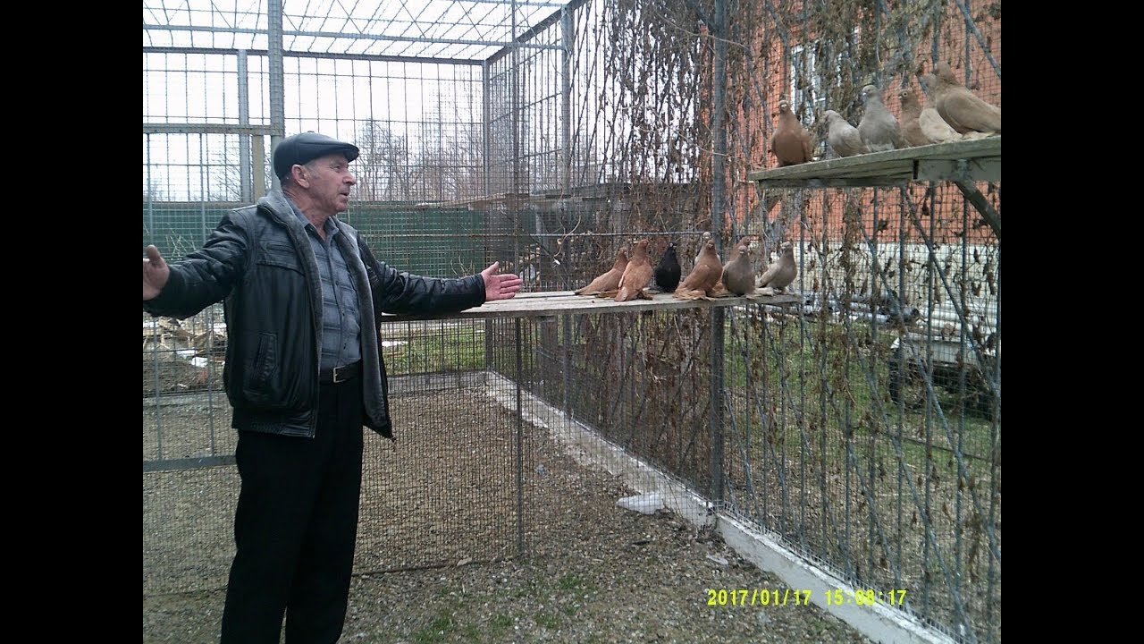 Армавирские короткоклювые бойные голуби .Элитные голуби(Анатолий Коптев , г. Курганинск . РФ )