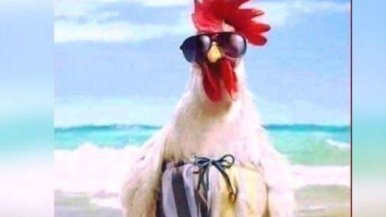 Funny cocks. Курица в очках. Петух в очках. Крутой петух. Крутой петух в очках.