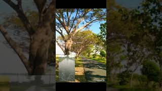 Widodari - Deny Caknan Ft Guyon waton ( potongan reff )