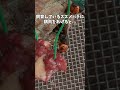 スズメバチはペットになる? #スズメバチ飼育 #昆虫観察