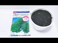 【野菜】パセリ（parsley）の発芽