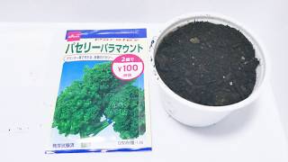 【野菜】パセリ（parsley）の発芽