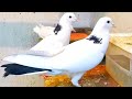 Голуби что я им даю и как их содержу все просто. Pigeons what I give them and how I keep them.