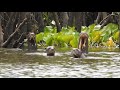 Sani Lodge - Family Amazon Wildlife Adventure - Ecuador
