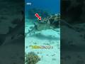 “Shocking Moment: Baby Shark Devoured Before the Diver’s Eyes!” #short #seaanimal #shark