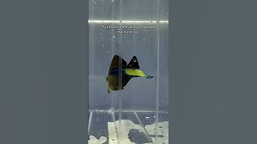 Fish are smarter than you think