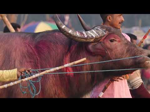 PETA India Investigates Moh-Juj Buffalo Fights 2026