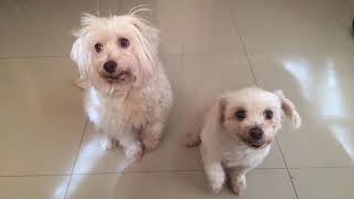 My Maltese Dogs Hershey and Yumi