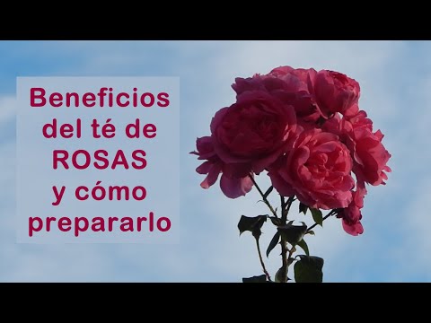 Video: ¿Se pueden utilizar los pétalos de rosa de hibisco como indicadores? ¿Cómo?