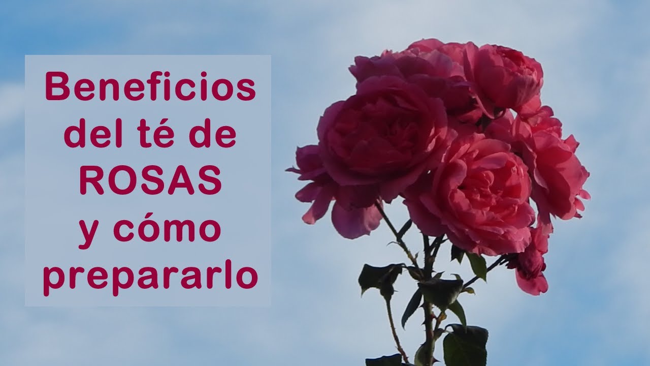 Te Rosa Té de rosas: sus beneficios y cómo prepararlo - YouTube
