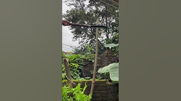 Tôi làm con dao quắm phát rẫy bằng thép trục xe tăng chặt cây như chặt chuối vậy