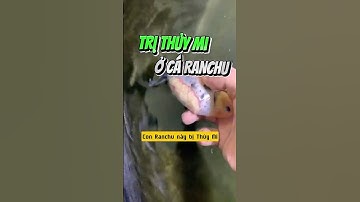 Trị bệnh thủy mi ở cá vàng Ranchu - Nuôi cá dưỡng tâm