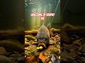 CARA IKAN MAS MAKAN UMPAN #faktaunik #ikan #short