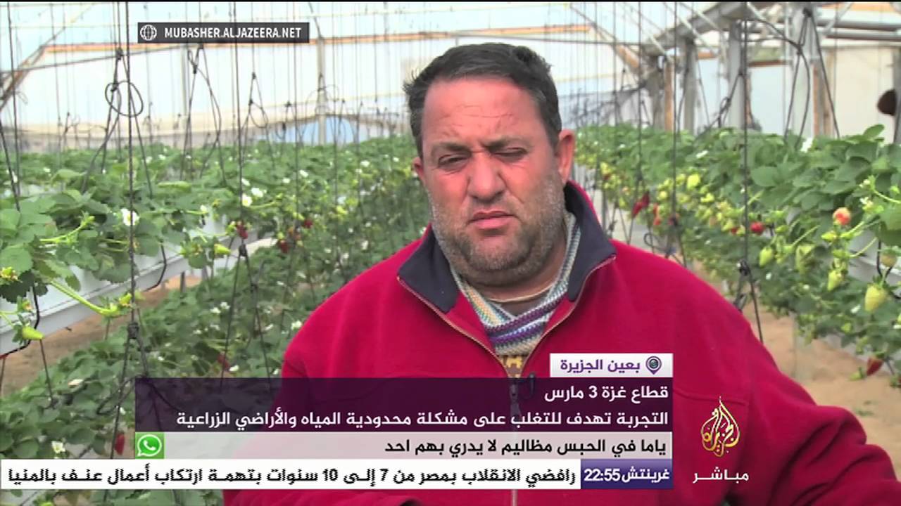 رغم الحصار .. مزارع فلسطيني يحول أراضيه لزراعة الفراولة بالطريقة المعلقة