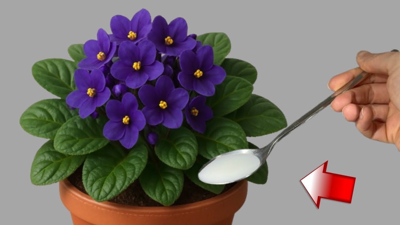 Просто дайте 1 ложку! Бесцветные фиалки внезапно прорастут и обильно зацветут