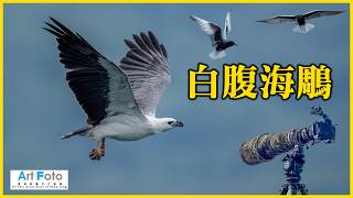 【攝影教學 #646】白腹海鵰, 白翅浮鷗 - Canon R5 Mk II   600mm F4 (CC 中文字幕) - Alex Fung FRPS, GMPSA, EFIAP/p
