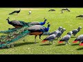peacock bird, the indian peafowl, most clear sounds4k different videos & mor peacock dance