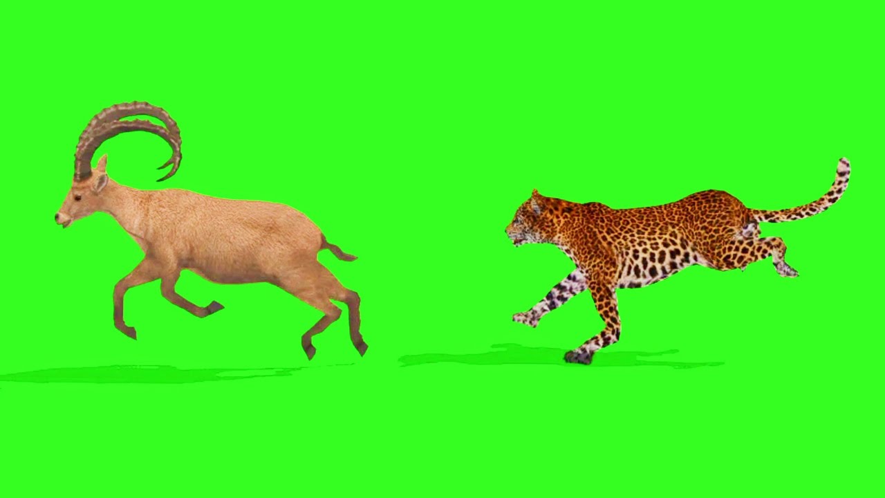 deer attack 3D animation no copyright content 