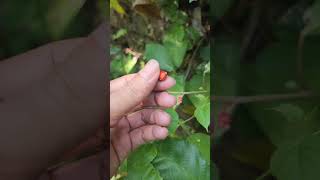 Pakan ular dan buah tin mini#shorts