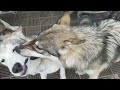 狼犬姉にちょっかい出した結果が恐ろしかった