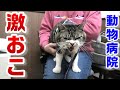 動物病院ではだれかれ見境なく激おこな猫リキちゃん☆でもパパにシャーするとちょっとへこむｗ☆ゴジラ猫【リキちゃんねる・猫動画】Cat video　キジ白猫のいる暮らし