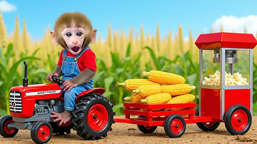 Monkey Nana drives a tractor to the cornfield and embarks on a challenging popcorn-making journey