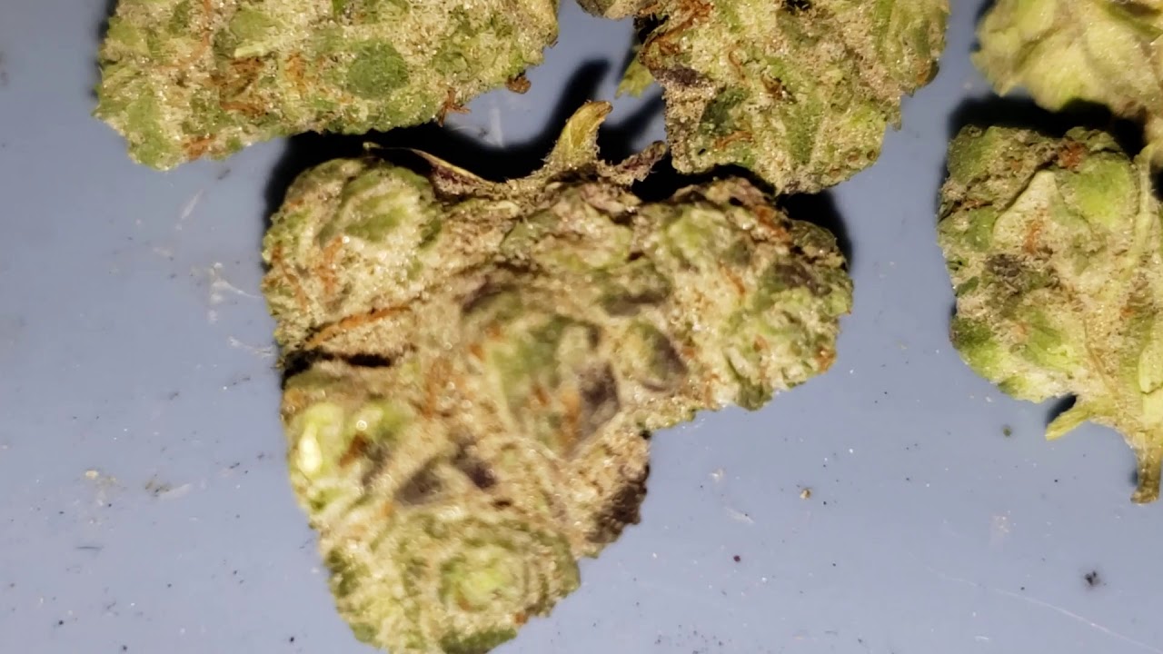 Rise dispensary G purps purple punch Comatosed by Candy