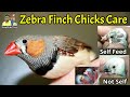 Zebra finch chick care tips | when chicks should separate | Sparrow | Birds | Finches bird