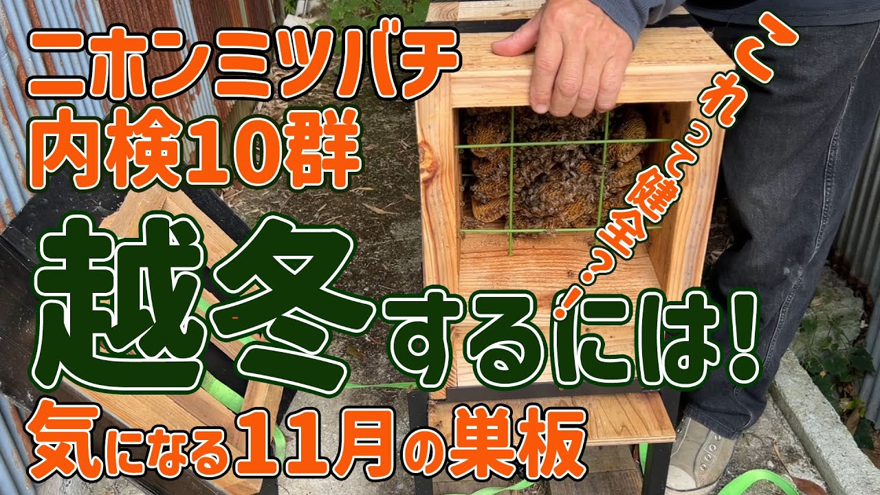 ニホンミツバチ🐝10群 11月の内検🔍越冬するには！気になる11月の巣板 これって健全？！ 和歌山県 紀の川市