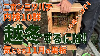 ニホンミツバチ10群 11月の内検越冬するには気になる11月の巣板 これって健全 和歌山県 紀の川市