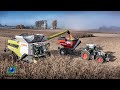 NEW CLAAS Lexion 8900 🌽 / Moisson de maïs dans le brouillard / X2 Transbordeurs