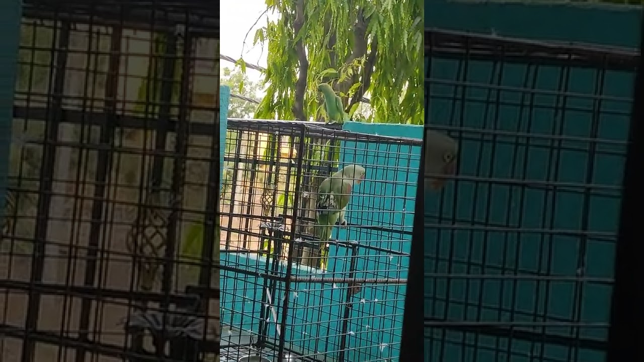 Parrot🦜 colony.  Parrot calling his friends.parrot catching trick.