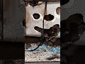 Infestation de souris