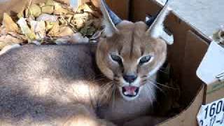 Hiss Of The Caracal