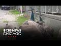More than 100 peacocks invade Punta Marina in Italy
