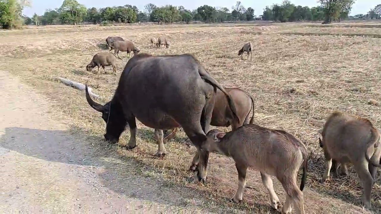 มาเลี้ยงควายอยู่นากับแม่จ้า