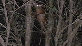 What the flash... ringtail possum laser eyes... & lightbodies