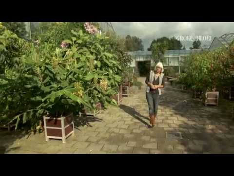 Video: Siekte Brugmansia-versorging - Behandeling van siek Brugmansia-plante