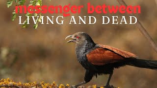 Messenger between the dead and living |Coucal Bird| Bird myths #birds #natgeo