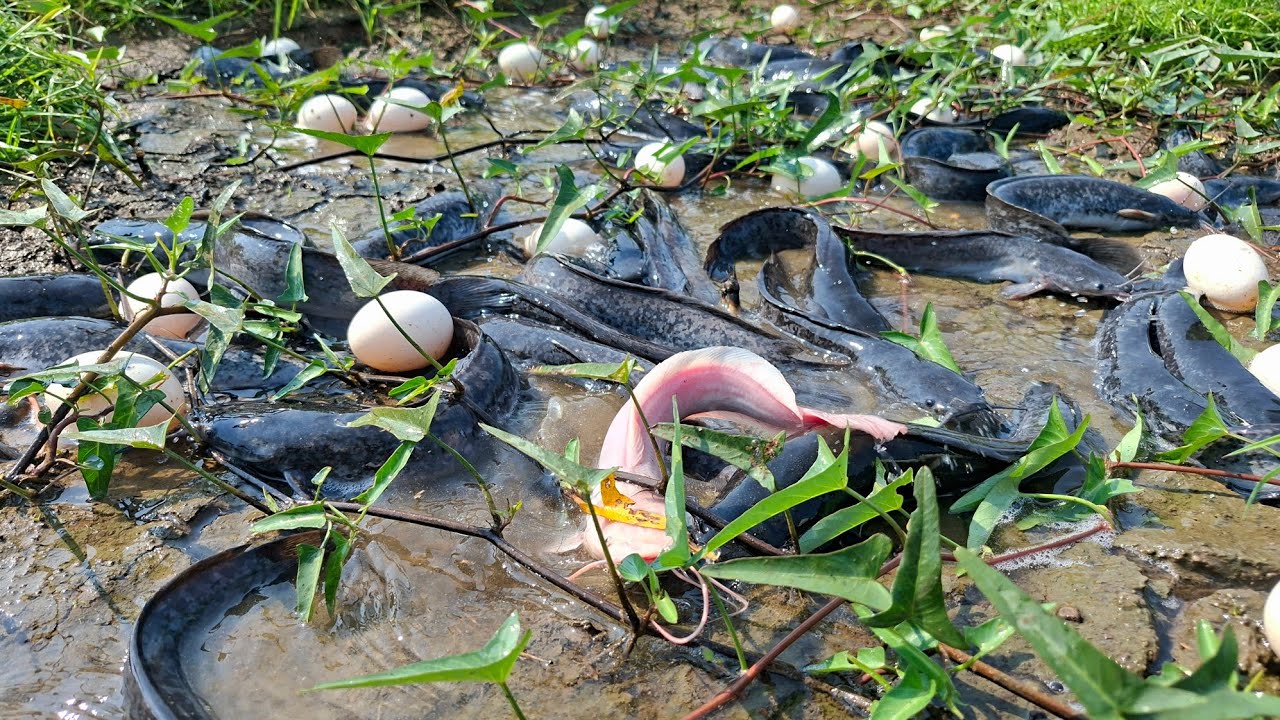 Wow, that's amazing. A woman caught a lot of fish and picked up eggs in a cage in the grass.