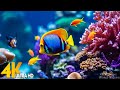 3 HOURS of 4K Underwater Wonders   Relaxing Music - The Best 4K Sea Animals for Relaxation(4K UHD)