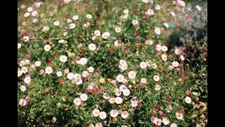 Duo Cueca - Menino By Sergio Ad