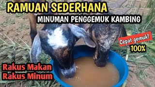 Cara Agar Kambing Cepat Gemuk, Minuman Penggemuk Kambing Dalam Waktu Singkat