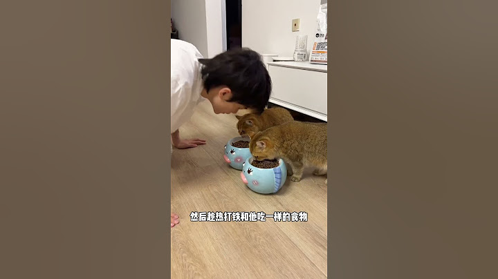 【牛奶是只猫】穿上猫咪装测试一下我家猫咪的反应 #猫咪的迷惑行为