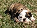 Reuben the Bulldog: The Lost Puppy Videos