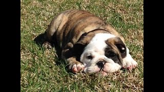 Reuben the Bulldog: The Lost Puppy Videos